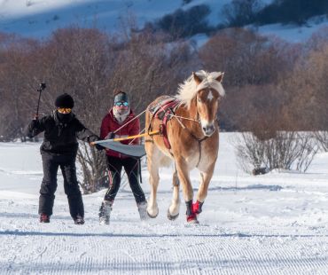 Skiers being pulled through the snow by horses