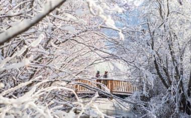 Whistler